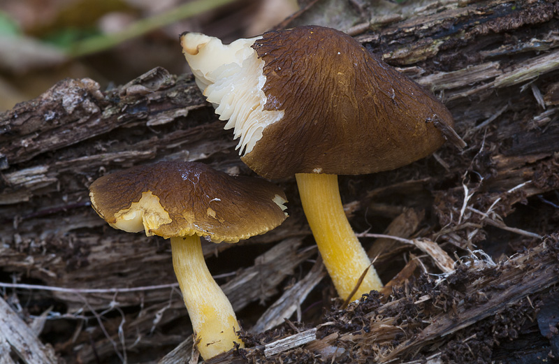 Pluteus romellii